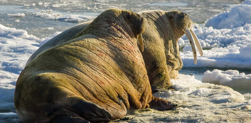 walrus of Svalbard Norwegian Arctic by Steve Davey