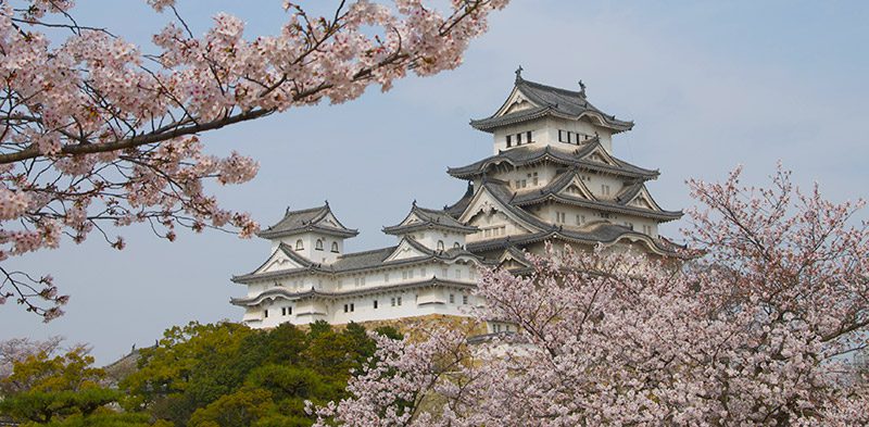 Himeji Castle with Cherry Blossoms in Japan