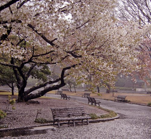 Beautiful cherry blossoms of Tokyo Japan