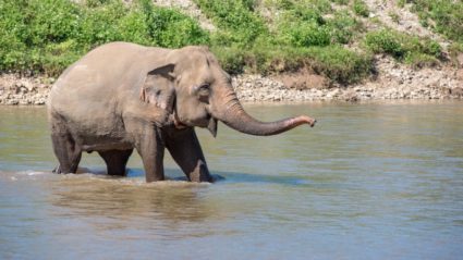 wildlife tourism website wildlife tourism website