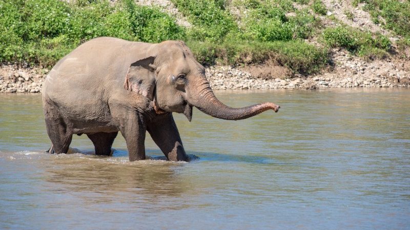 happy elephant in the water