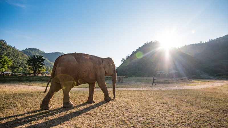 An elephant in Chiang Mai Elephant Nature Park.