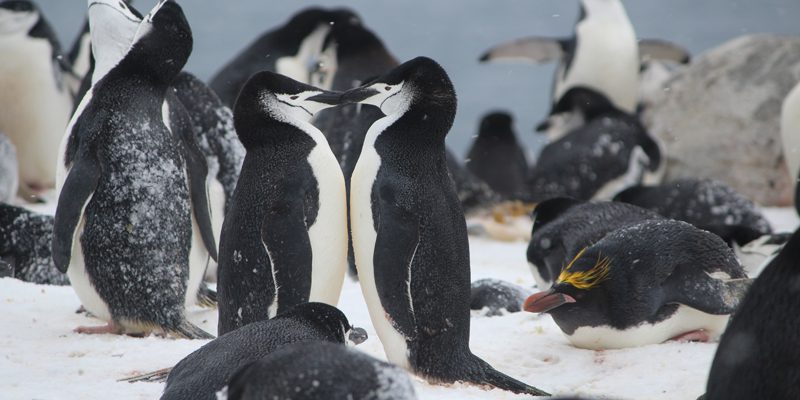 Antarctica_chinstrap-penguins
