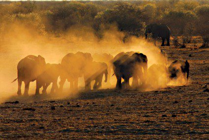 Life in the wild: January’s photo competition winners revealed