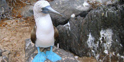 The Galapagos Bowl: Ecuador’s star football line-up