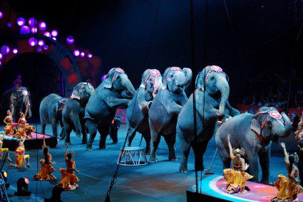 A circus of ethics: is elephant welfare finally becoming mainstream?