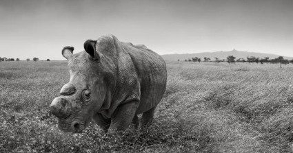 “Humans are pushing animals to the brink. We can change that.”