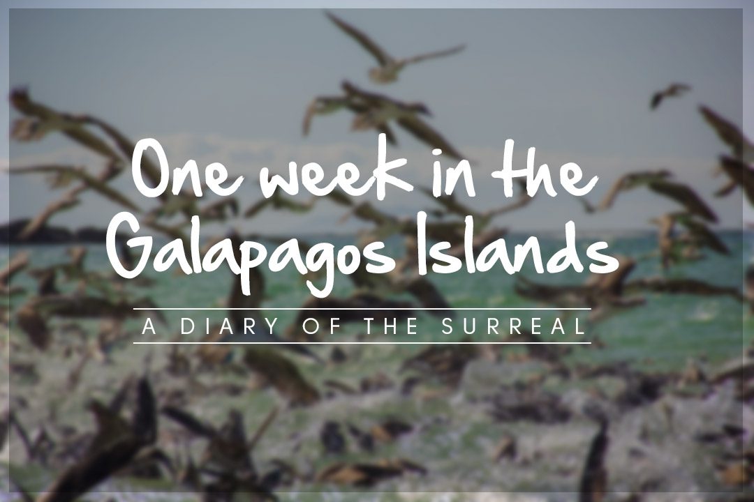 galapagos island travel blog