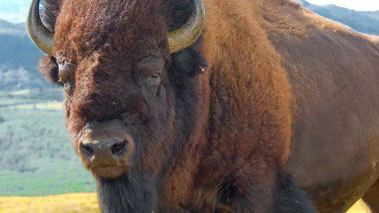 Yes, there is a place called Head-Smashed-In Buffalo Jump