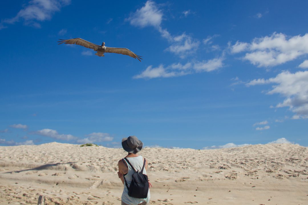 Galapagos Islands pelican