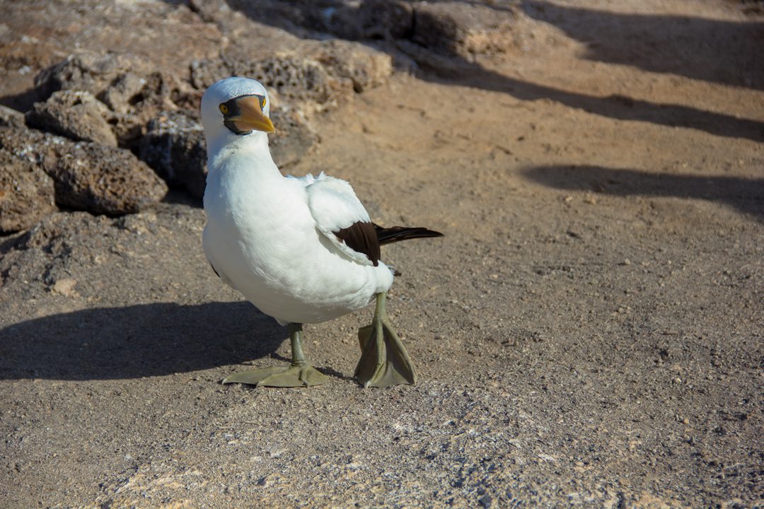 Masked boobie, Galapagos Islands 