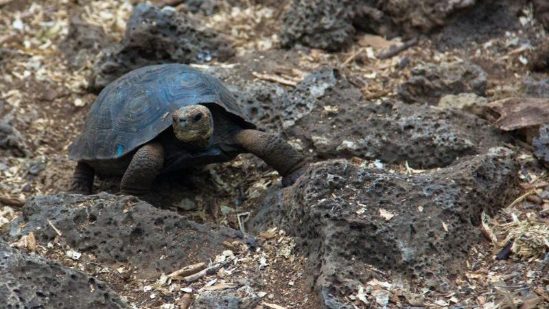 A tortoise in the Galapagos