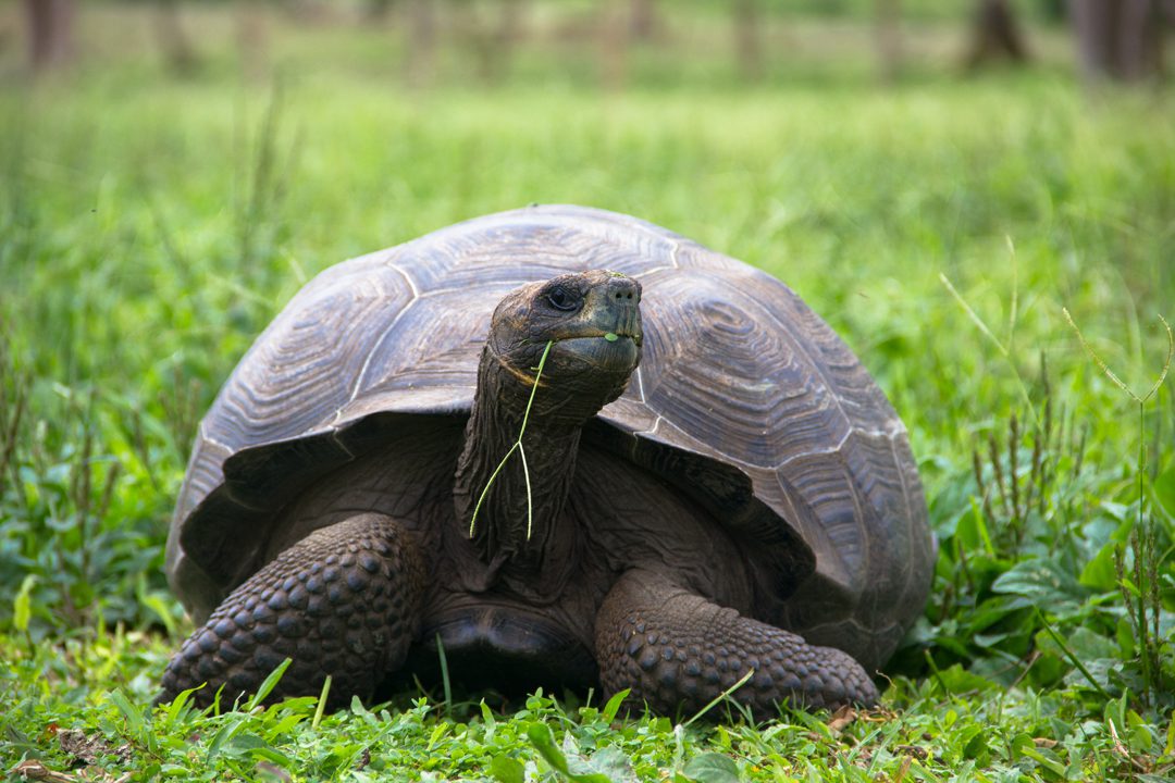 Giant tortoise, Santa Cruz Island