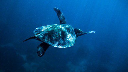 Great Barrier what? Meet Australia’s other marine wonderland