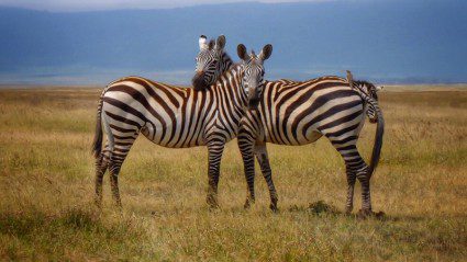 Love Africa? This is the Instagram feed you should be following right now