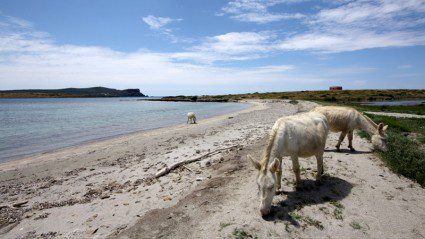 So there is an island in Sardinia full of miniature albino donkeys. This is not a drill.