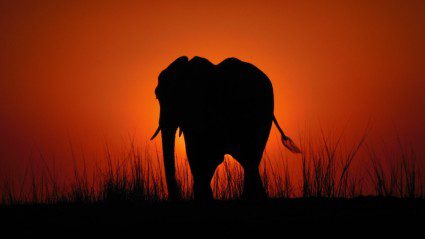 okavango delta canoe safari