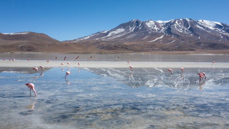 A flamingo digs for food in the shadow of the mountains in Bolivia