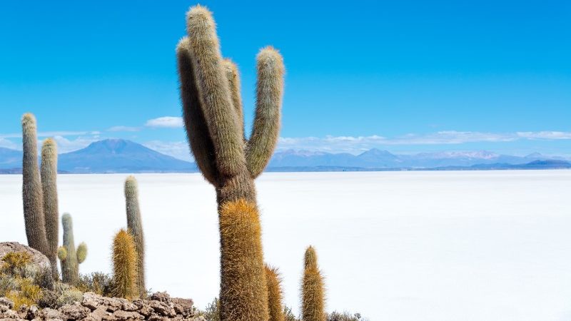 A clump of cacti on the edge of the salt plains