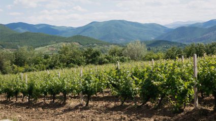 Macedonian wine guide: we chat with the country’s leading expert