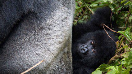Stories from Rwanda: what it’s really like visiting mountain gorillas