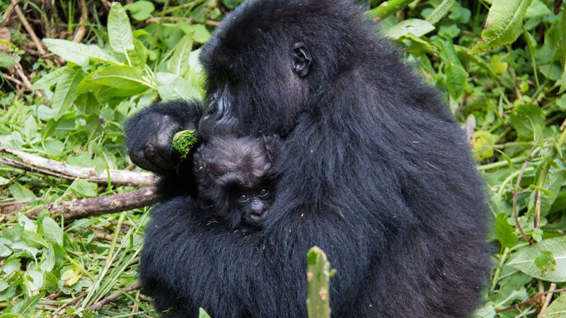 mountain-gorillas---amanda-3