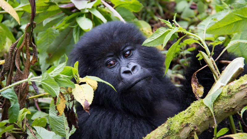 mountain-gorillas---amanda-4