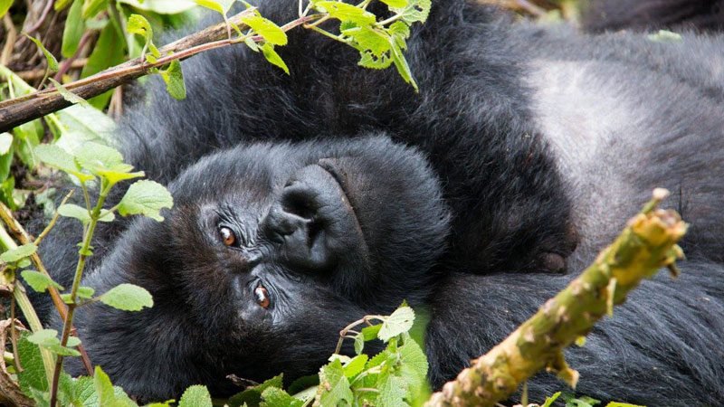 mountain-gorillas---amanda-6