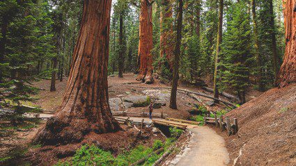 Into the wild: the Top 10 National Parks in the USA