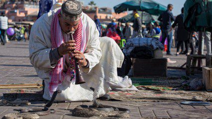 Underbelly: why snake charming in Morocco isn’t so cool