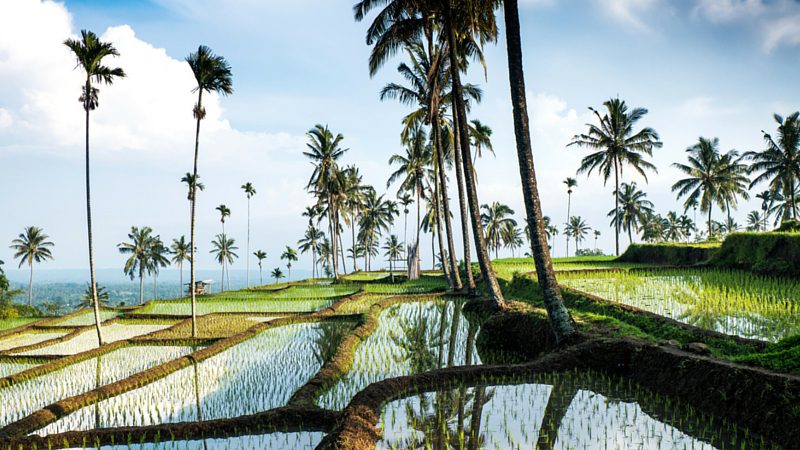 Weather in Bali, Rice Paddy