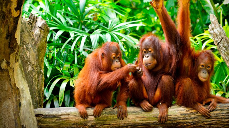 Best time to visit Asia - Happy orangutans, Borneo Asia