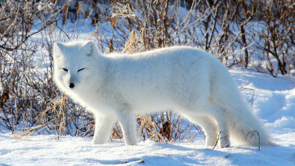 Life in the north: our top 6 Arctic wildlife experiences