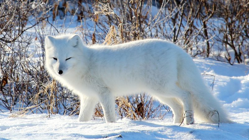 Your Guide to Arctic Foxes in Iceland