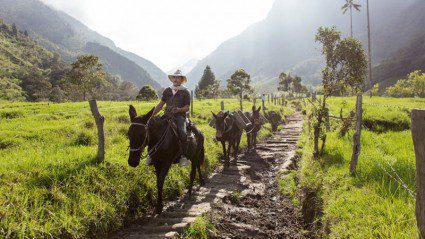 Is Colombia’s Cocora Valley the world’s coolest natural wonder?