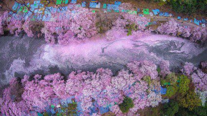 Cherry blossoms flooding this Tokyo lake will blow your mind