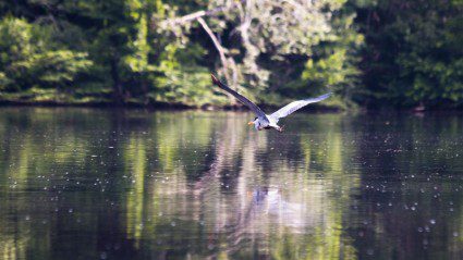 An Amazon adventure at Shiripuno Lodge