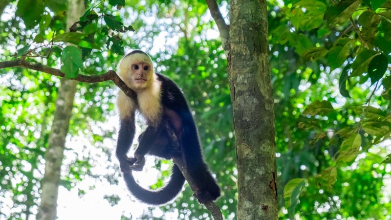 Costa Rica Manuel Antonio sloth