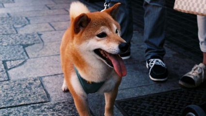 Sex dog in Hiroshima
