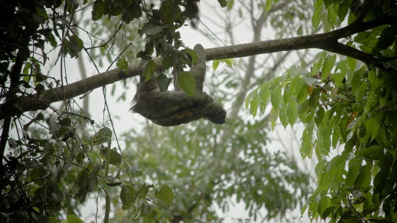 Costa Rica, Manuel Antonio, sloth ---Marco-Centola