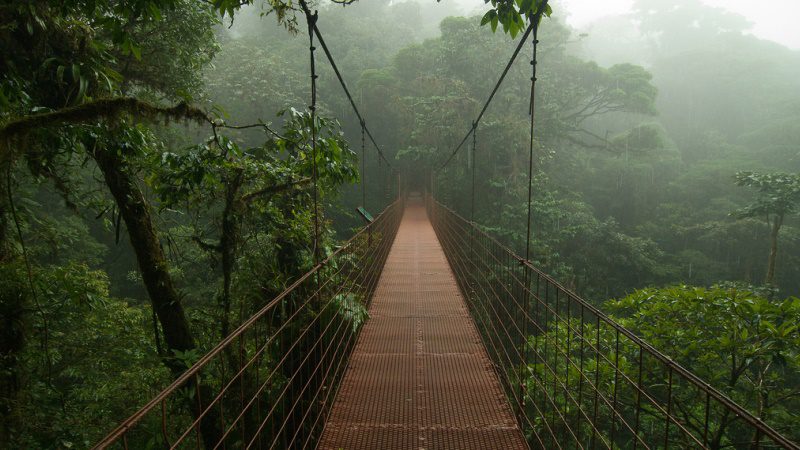 Costa Rica, Monteverde, sloth ----Clifton-Beard