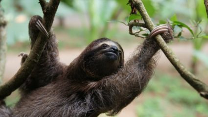 How to spot sloths in Costa Rica’s cloud forests