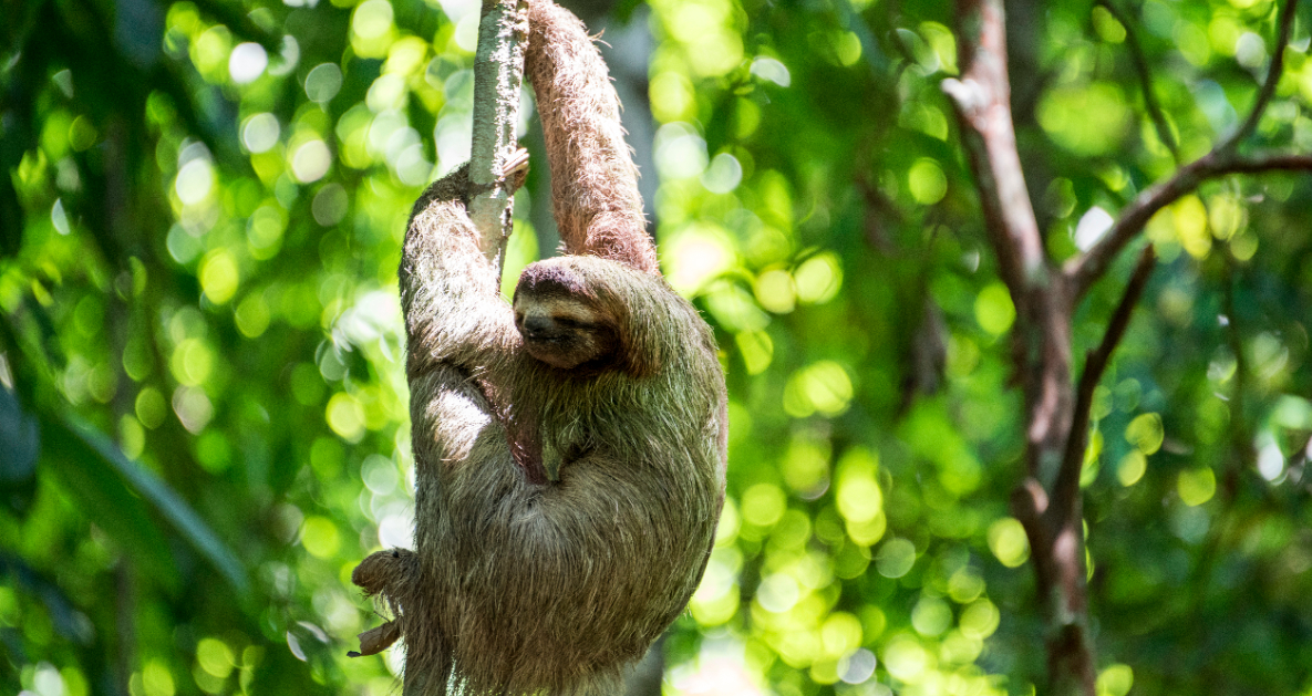 how to spot sloths in costa rica s cloud forests intrepid travel