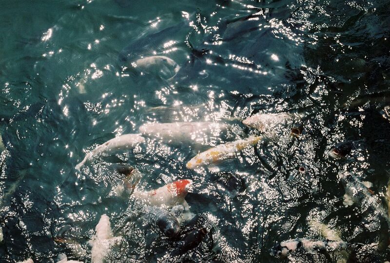 Japan coy fish on film - Gemma Saunders