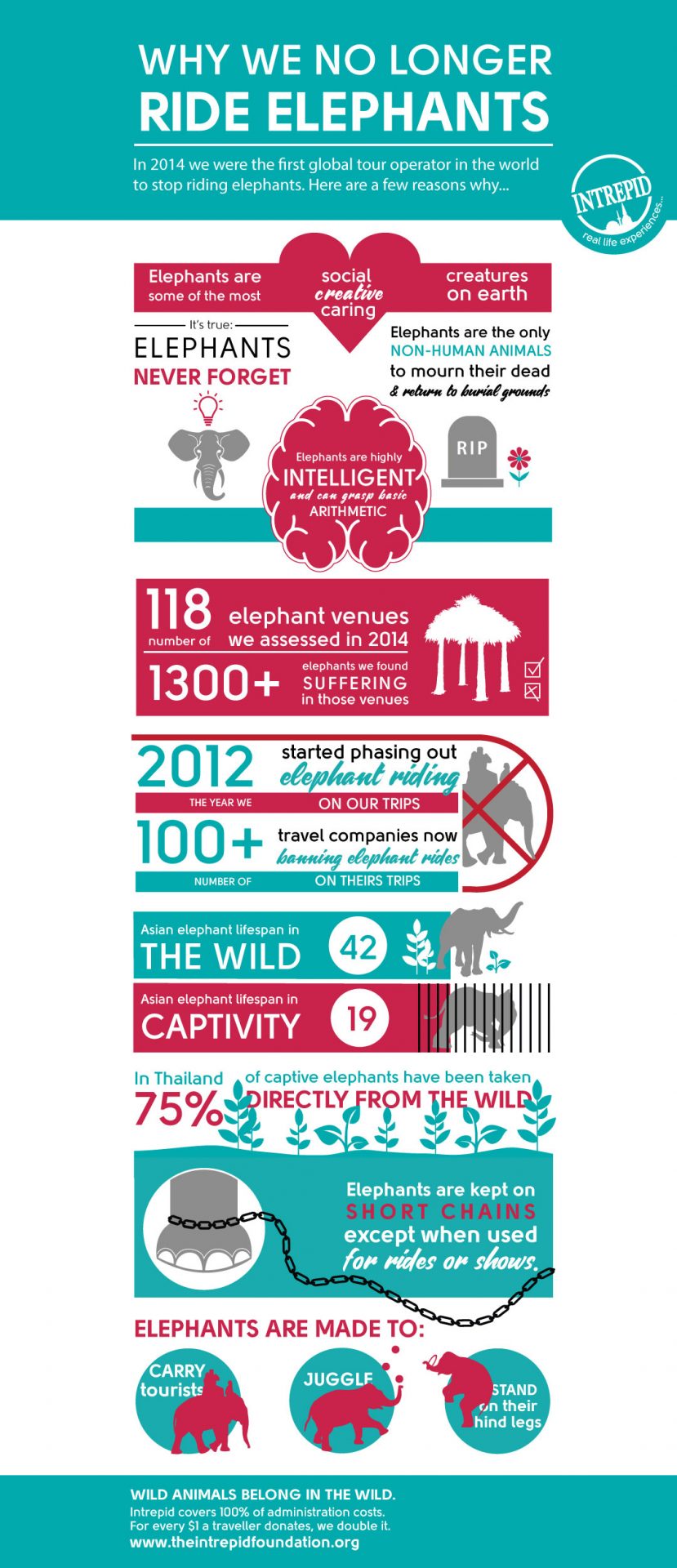 Elephant-riding-infographic---Intrepid-travel