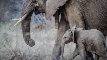 Love elephants? Enter this colouring competition and win a trip to Sri Lanka