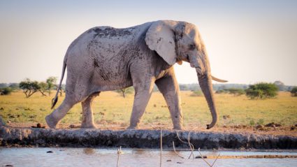 How we changed the elephant riding industry