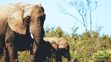 Our easy-to-follow guide for ethical animal tourism