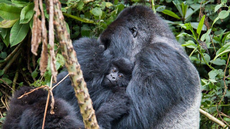 Gorilla trekking Rwanda