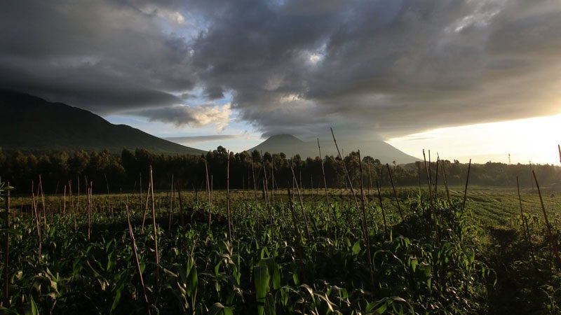Gorilla-trekking,-Rwanda---Amanda-Linardon